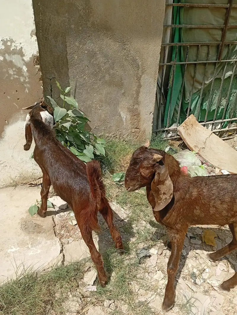 Bakray or Bakri for sell — photo 5