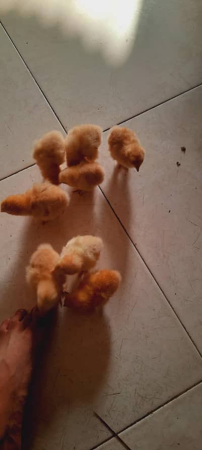 golden buff chicks