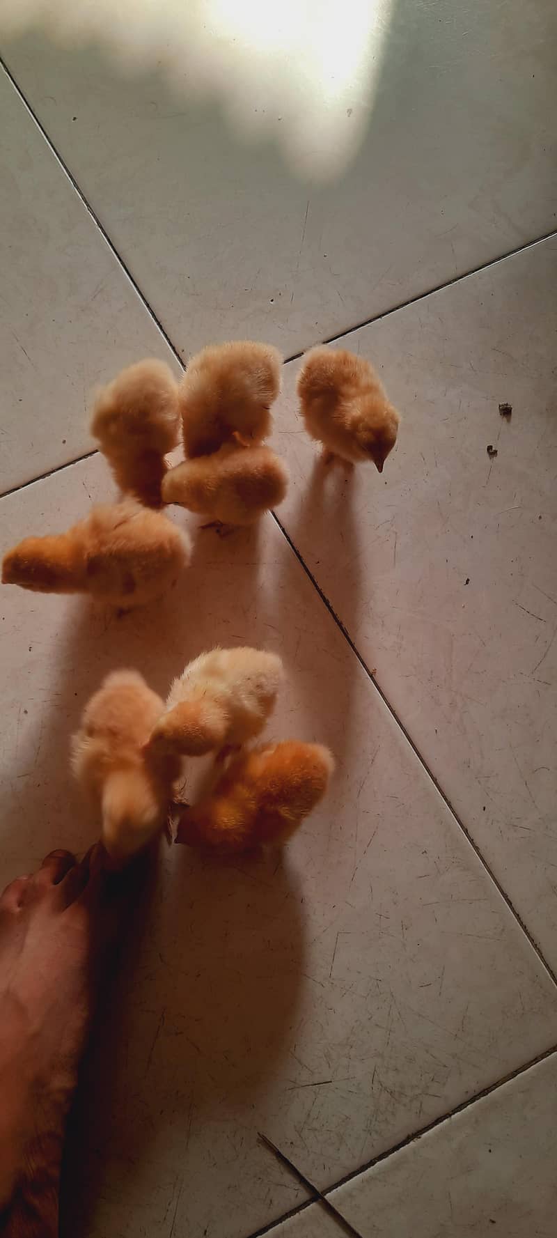 golden buff chicks 0