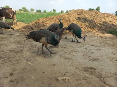 blue shoulder peacock chicks