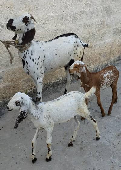 Bakri Path Bakra Path Bakra