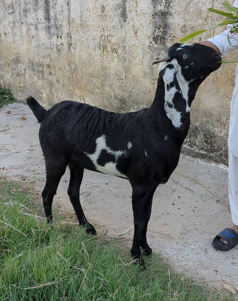 Bakri Path Bakra Path Bakra 1