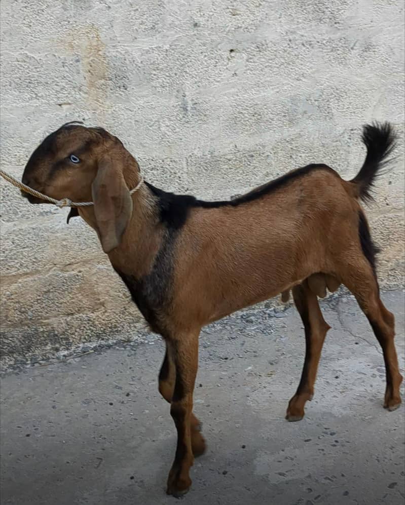 Bakri Path Bakra Path Bakra 2