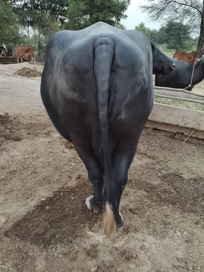 Premium Nili Ravi Buffalo | First Calving | 12–15 Ltr Expected | 8 Lac