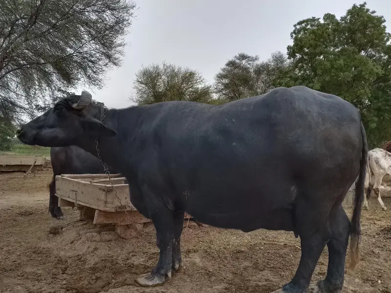 Premium Nili Ravi Buffalo | First Calving | 12–15 Ltr Expected | 8 Lac — photo 2