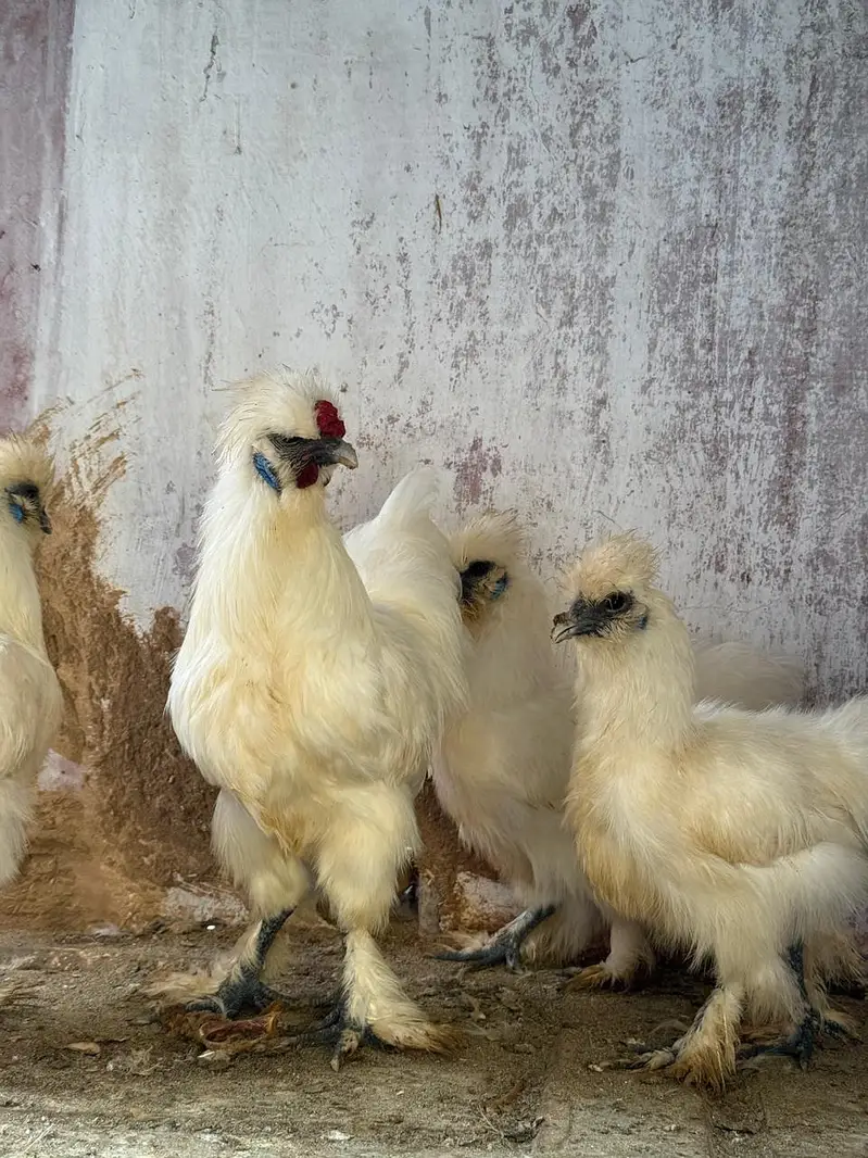 white silkie pair available — photo 2