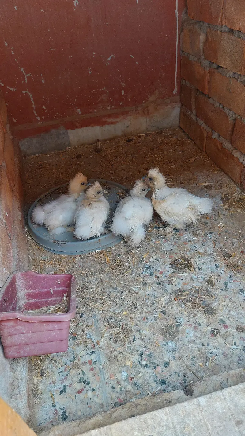 white silkie pair available — photo 4