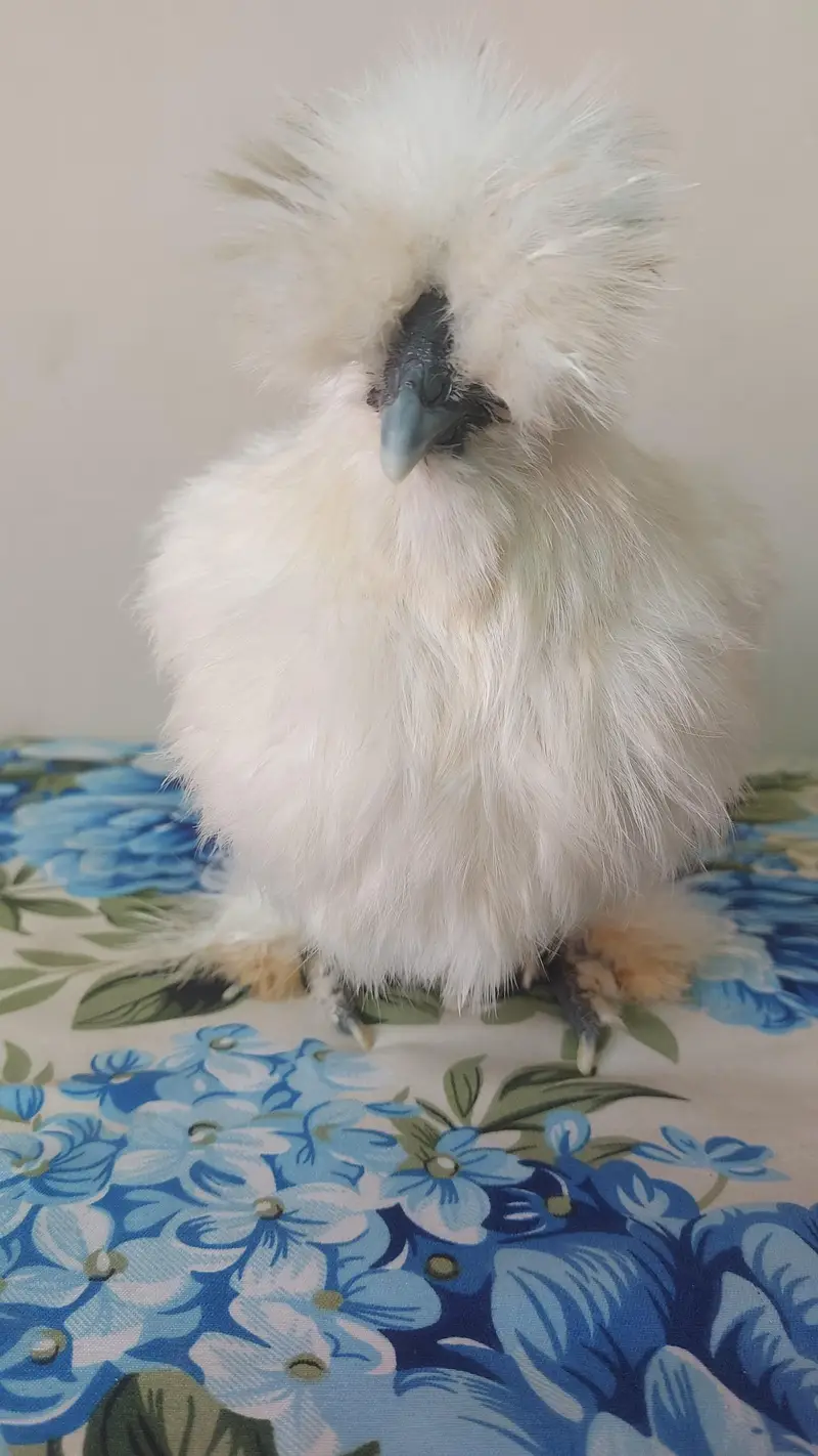 white silkie pair available — photo 5
