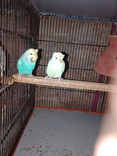budgie/hogo/pelfellow/orange hood/rainbow/pite /dun fellow pite