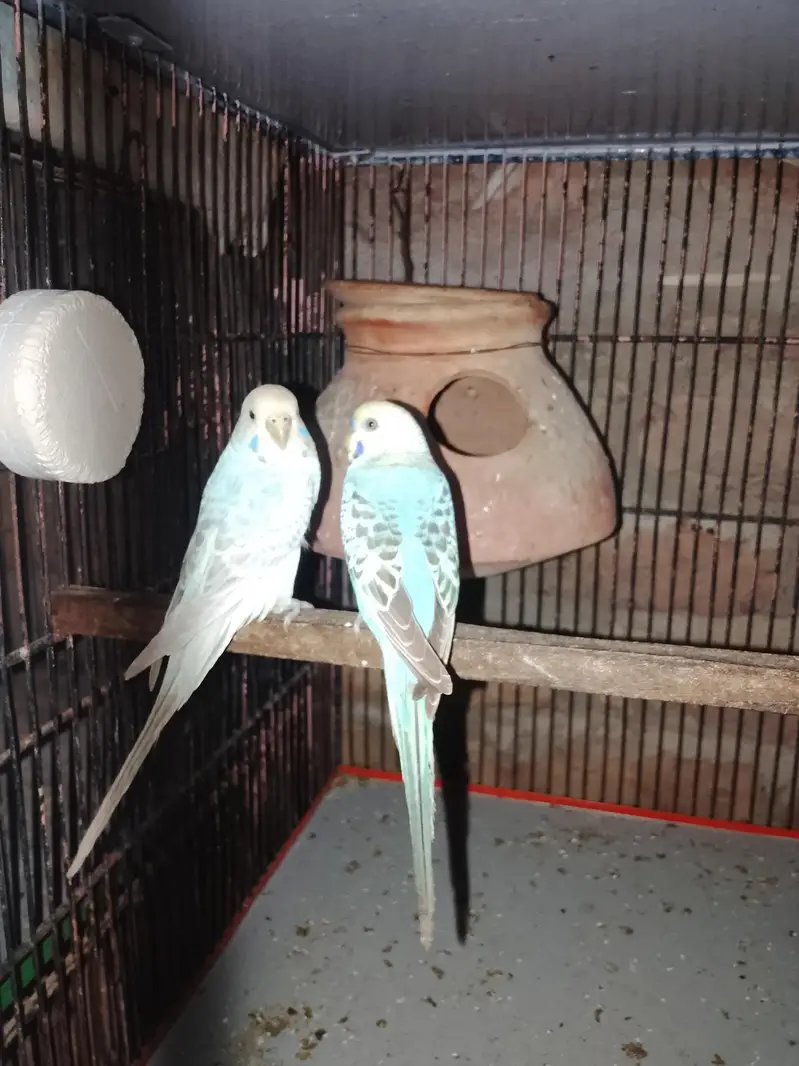 budgie/hogo/pelfellow/orange hood/rainbow/pite /dun fellow pite — photo 2