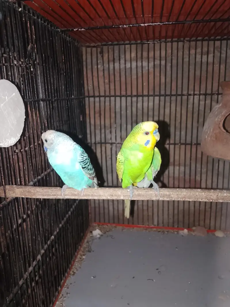 budgie/hogo/pelfellow/orange hood/rainbow/pite /dun fellow pite — photo 3