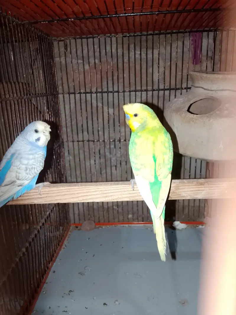 budgie/hogo/pelfellow/orange hood/rainbow/pite /dun fellow pite — photo 4