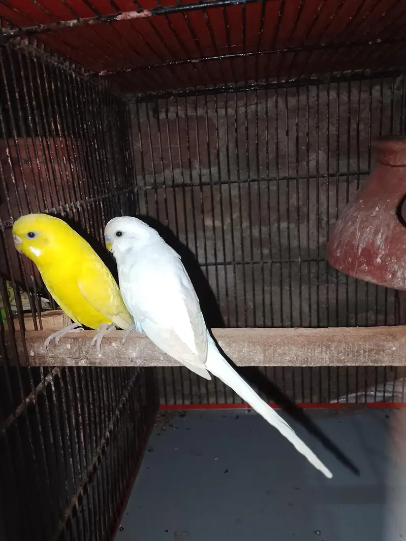 budgie/hogo/pelfellow/orange hood/rainbow/pite /dun fellow pite — photo 5
