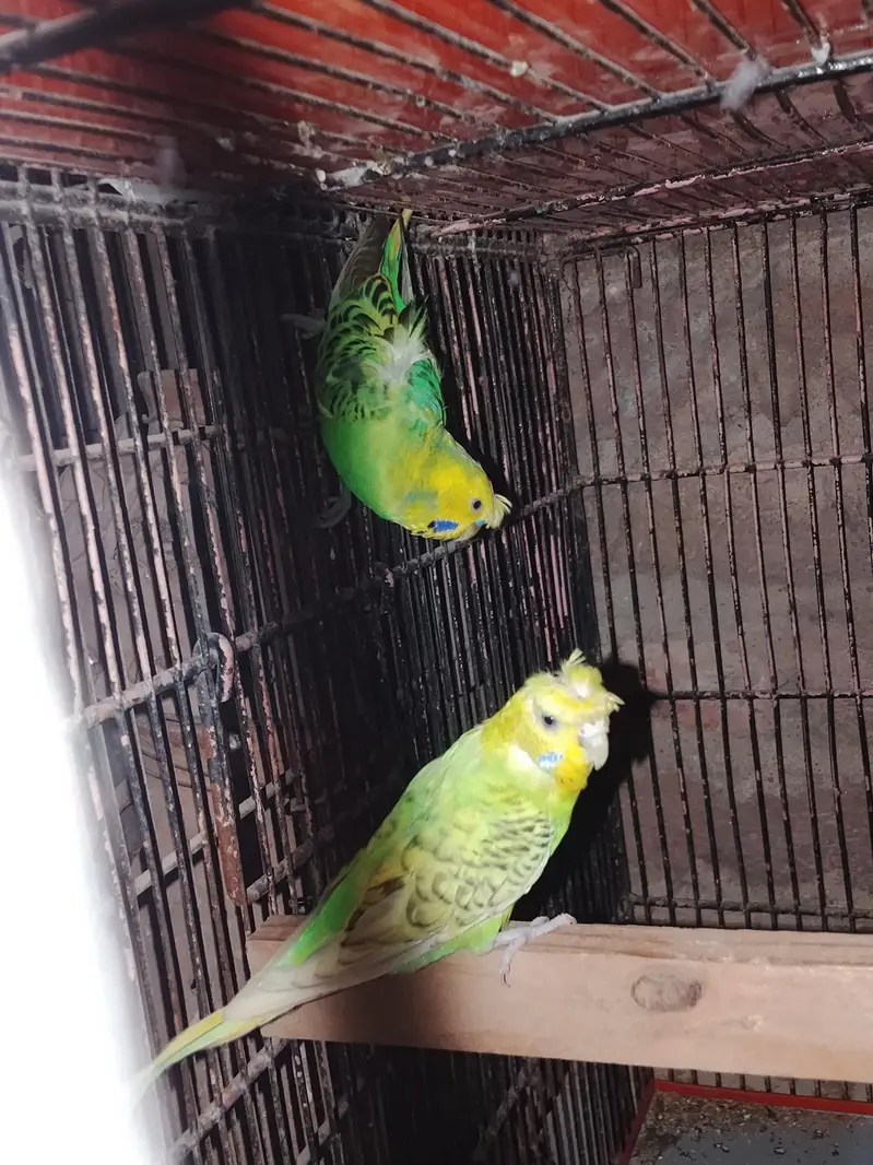 budgie/hogo/pelfellow/orange hood/rainbow/pite /dun fellow pite — photo 6