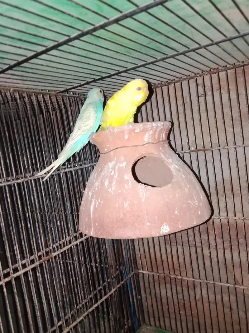 budgie/hogo/pelfellow/orange hood/rainbow/pite /dun fellow pite — photo 7