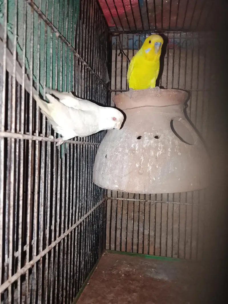 budgie/hogo/pelfellow/orange hood/rainbow/pite /dun fellow pite — photo 8