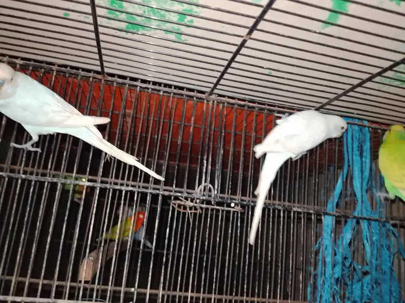 budgie/hogo/pelfellow/orange hood/rainbow/pite /dun fellow pite — photo 9