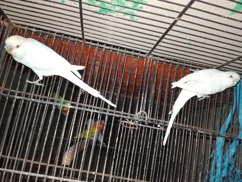 budgie/hogo/pelfellow/orange hood/rainbow/pite /dun fellow pite — photo 10