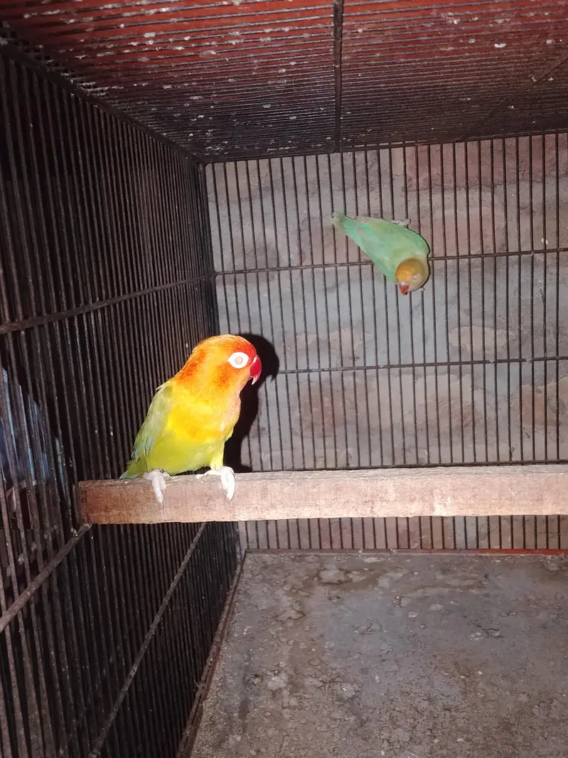 budgie/hogo/pelfellow/orange hood/rainbow/pite /dun fellow pite — photo 12