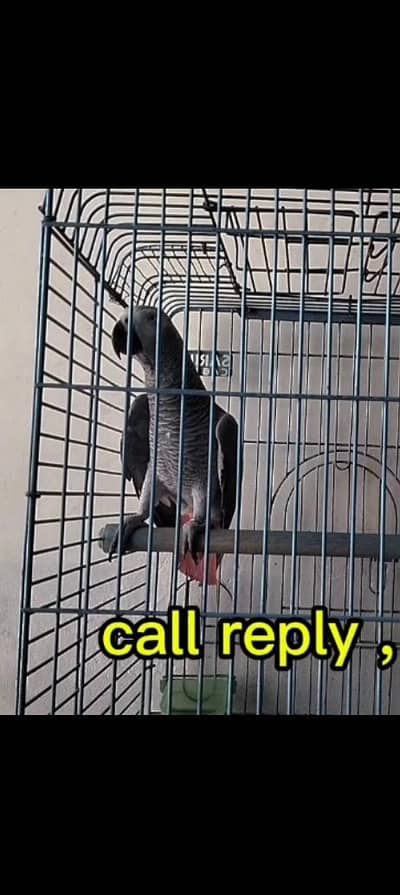 African grey parrot