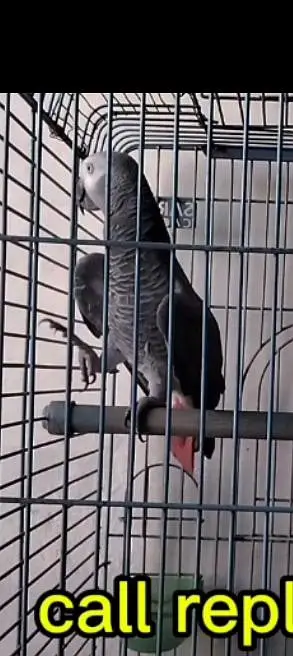 African grey parrot — photo 2