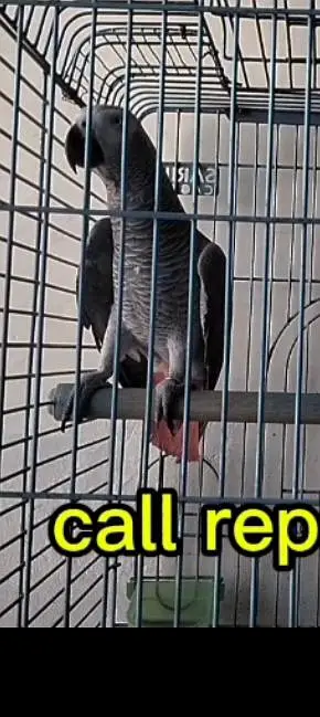 African grey parrot — photo 3