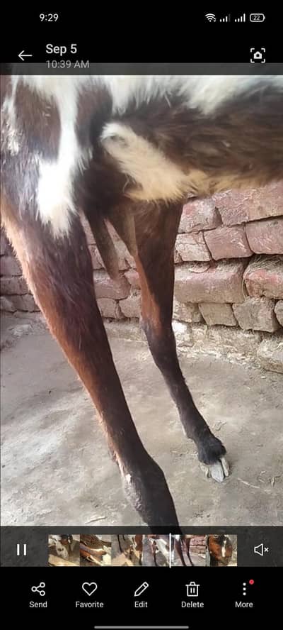Desi bakri for sale thori kmzor hy