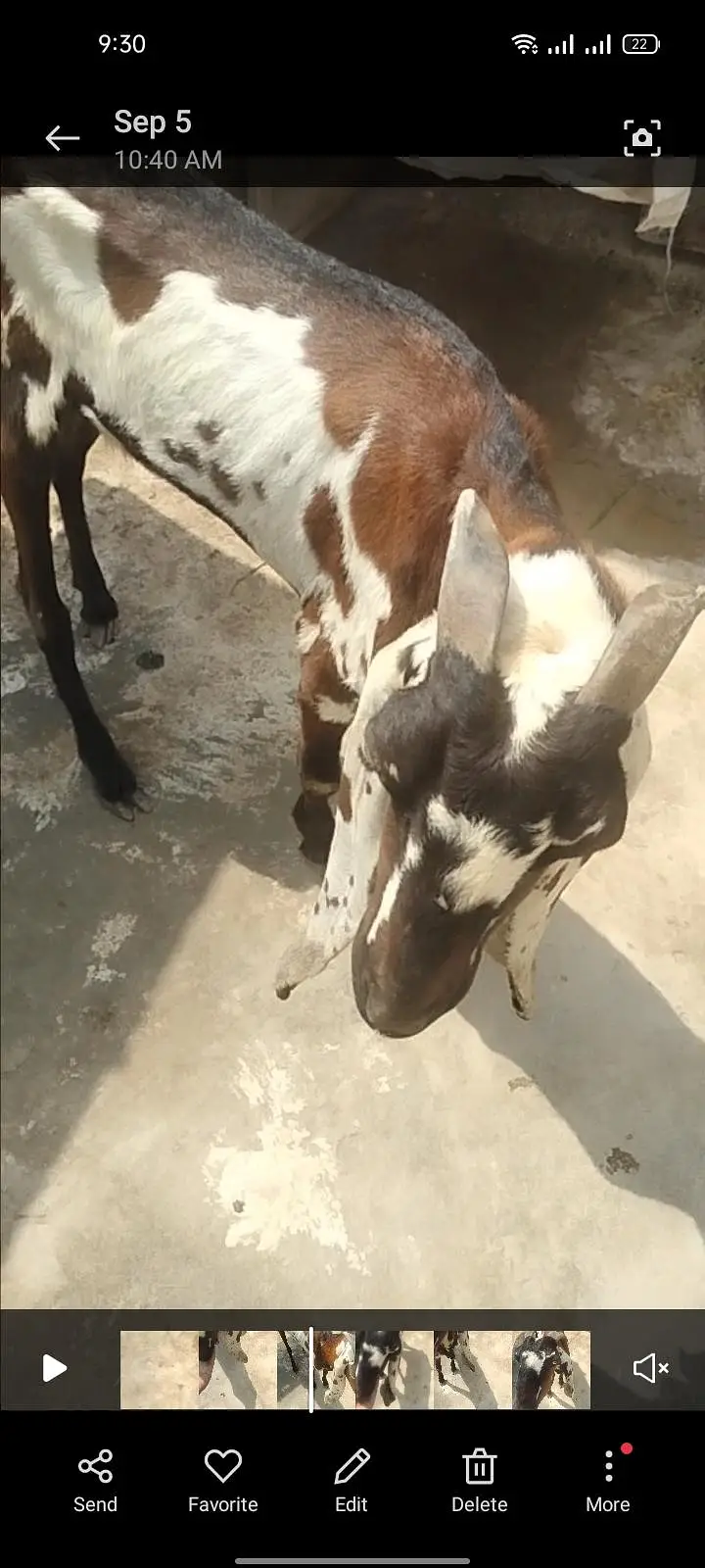 Desi bakri for sale thori kmzor hy — photo 2