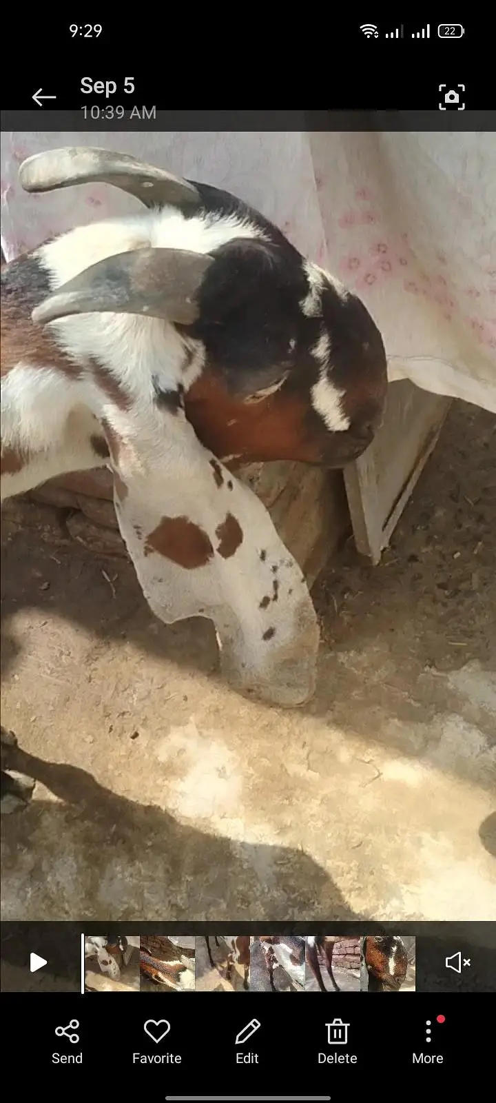 Desi bakri for sale thori kmzor hy — photo 3