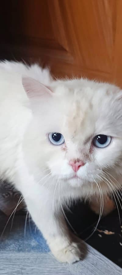 white persian cat for sale
