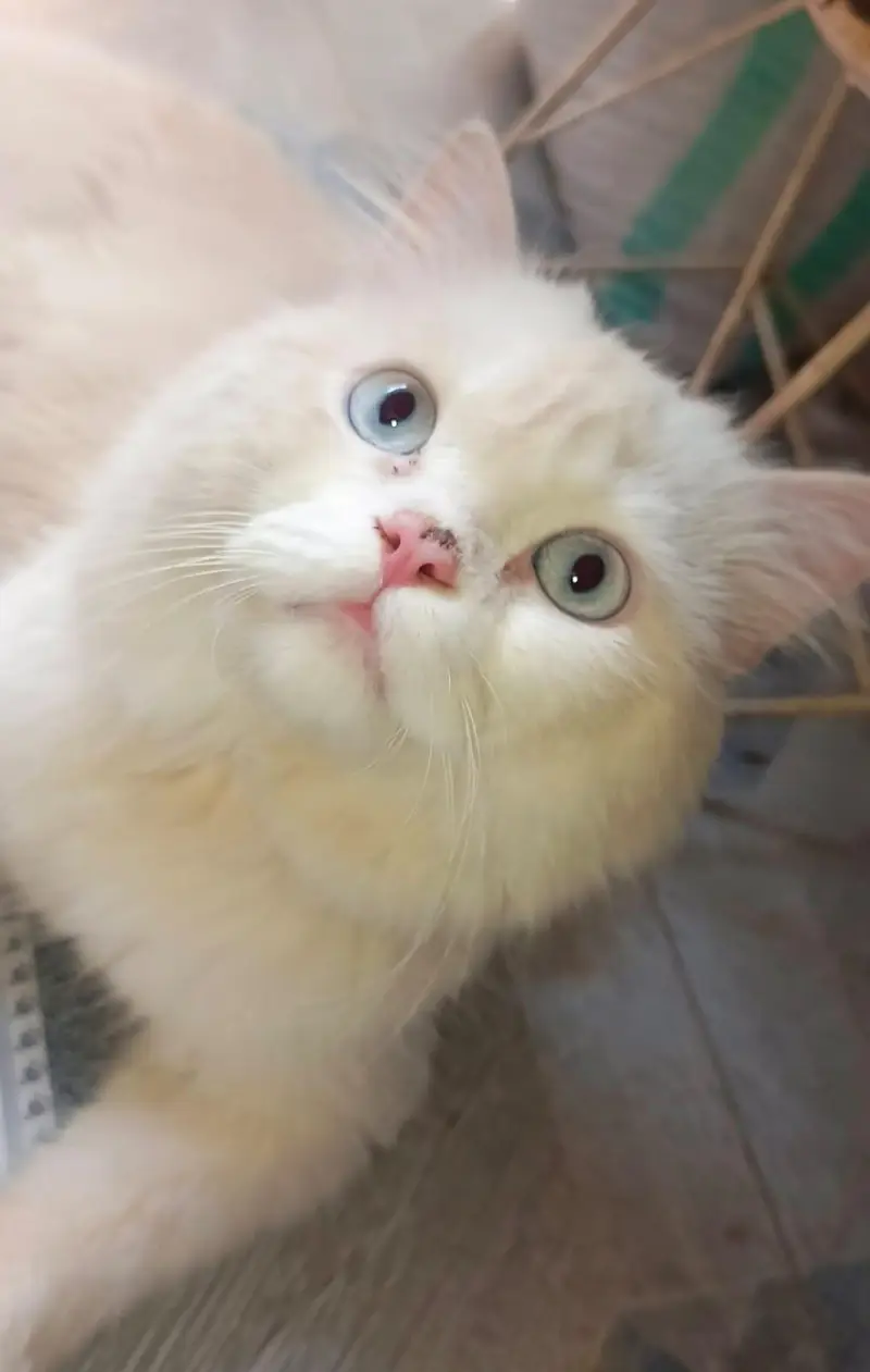 white persian cat for sale — photo 2