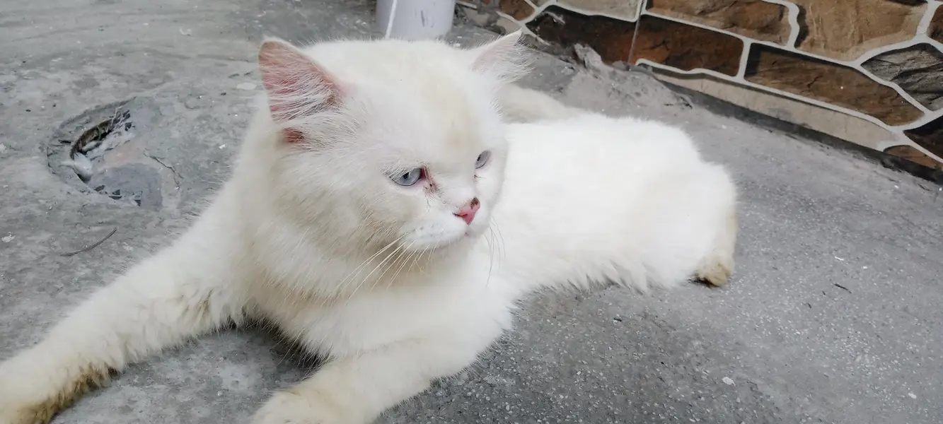 white persian cat for sale — photo 3
