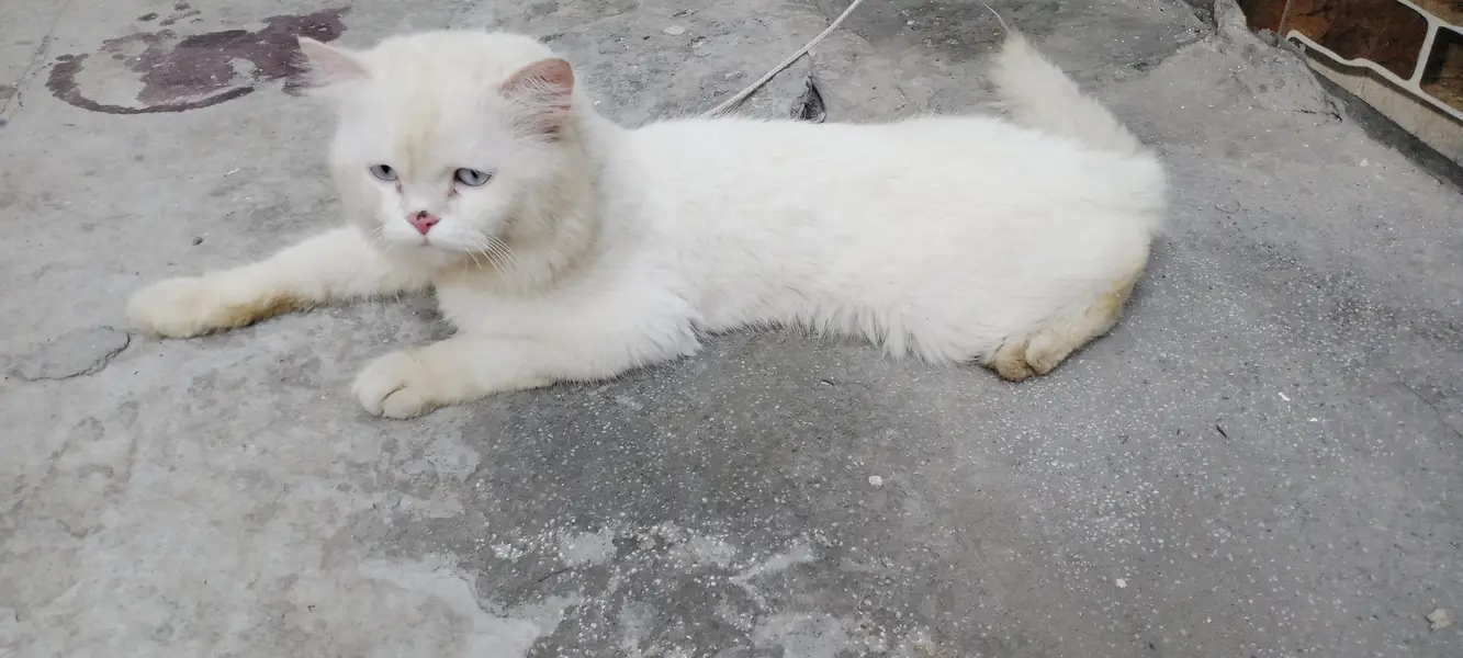 white persian cat for sale — photo 4