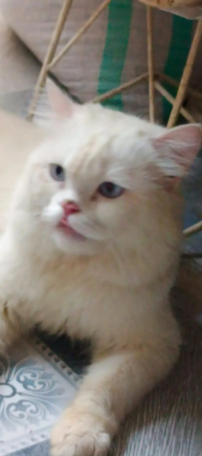 white persian cat for sale — photo 5