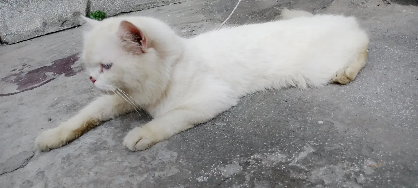 white persian cat for sale — photo 6