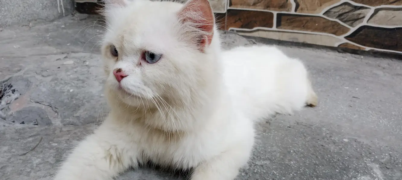 white persian cat for sale — photo 7