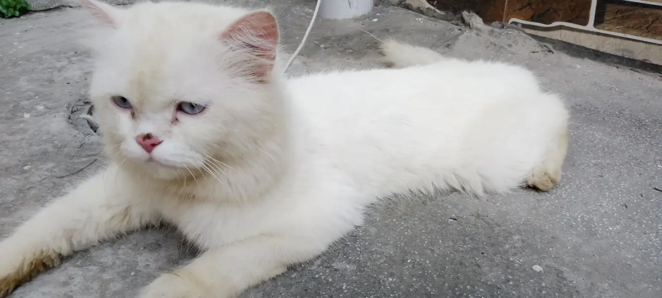 white persian cat for sale — photo 8