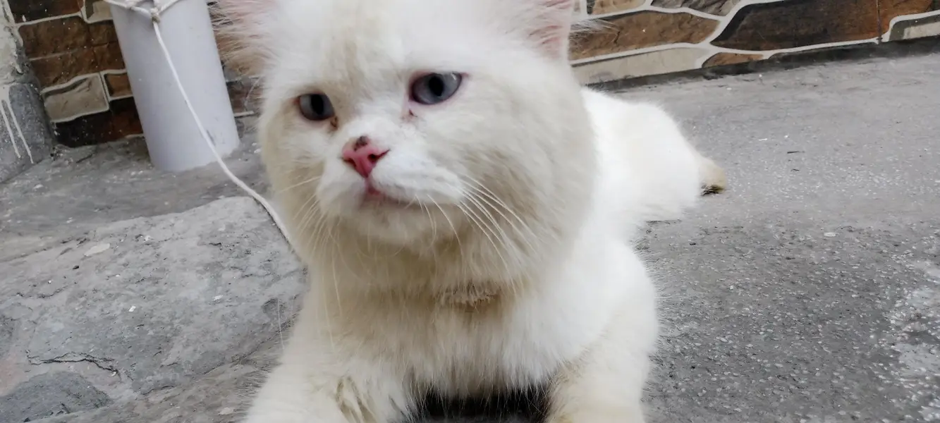 white persian cat for sale — photo 9