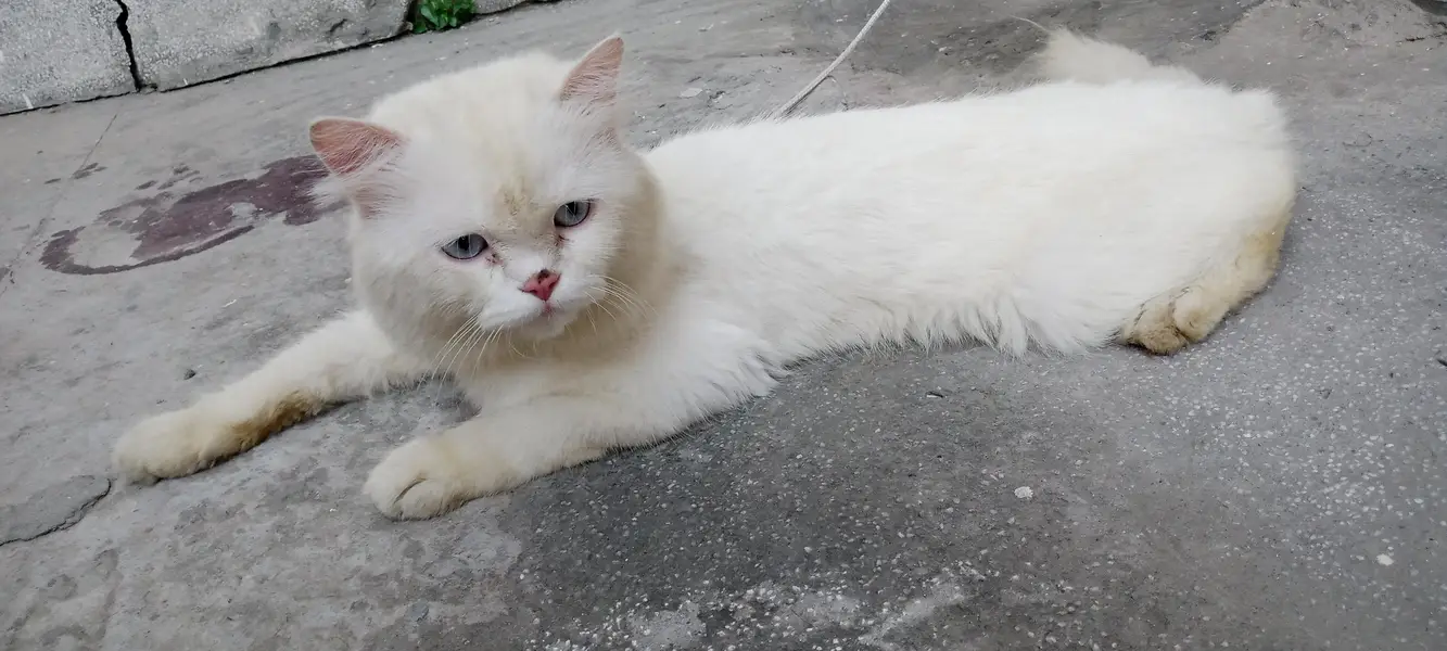 white persian cat for sale — photo 11