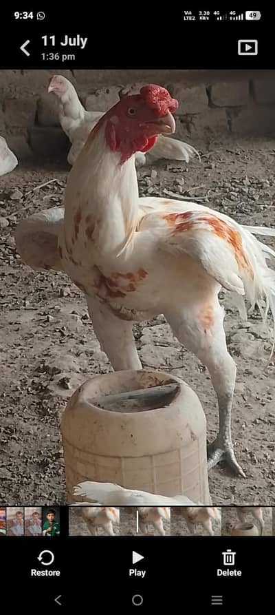 parrot Beak Cross quality patha