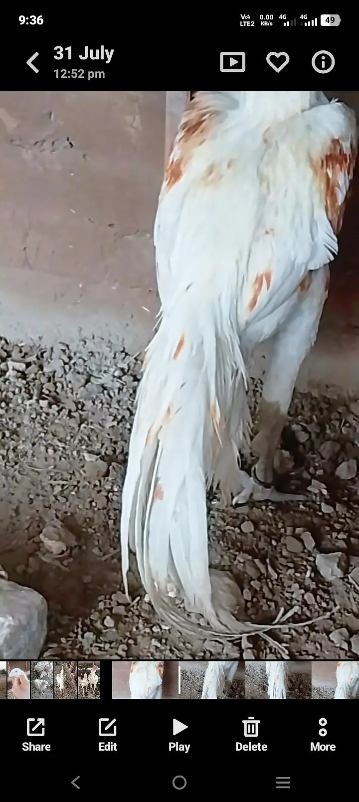 parrot Beak Cross quality patha — photo 3