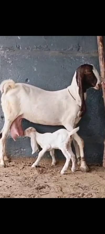 Kamori Bakri