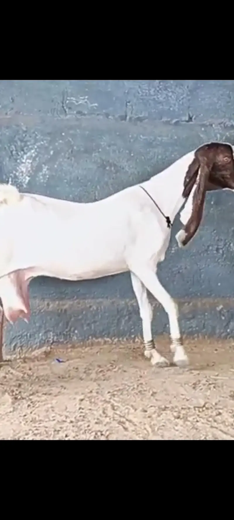 Kamori Bakri — photo 2