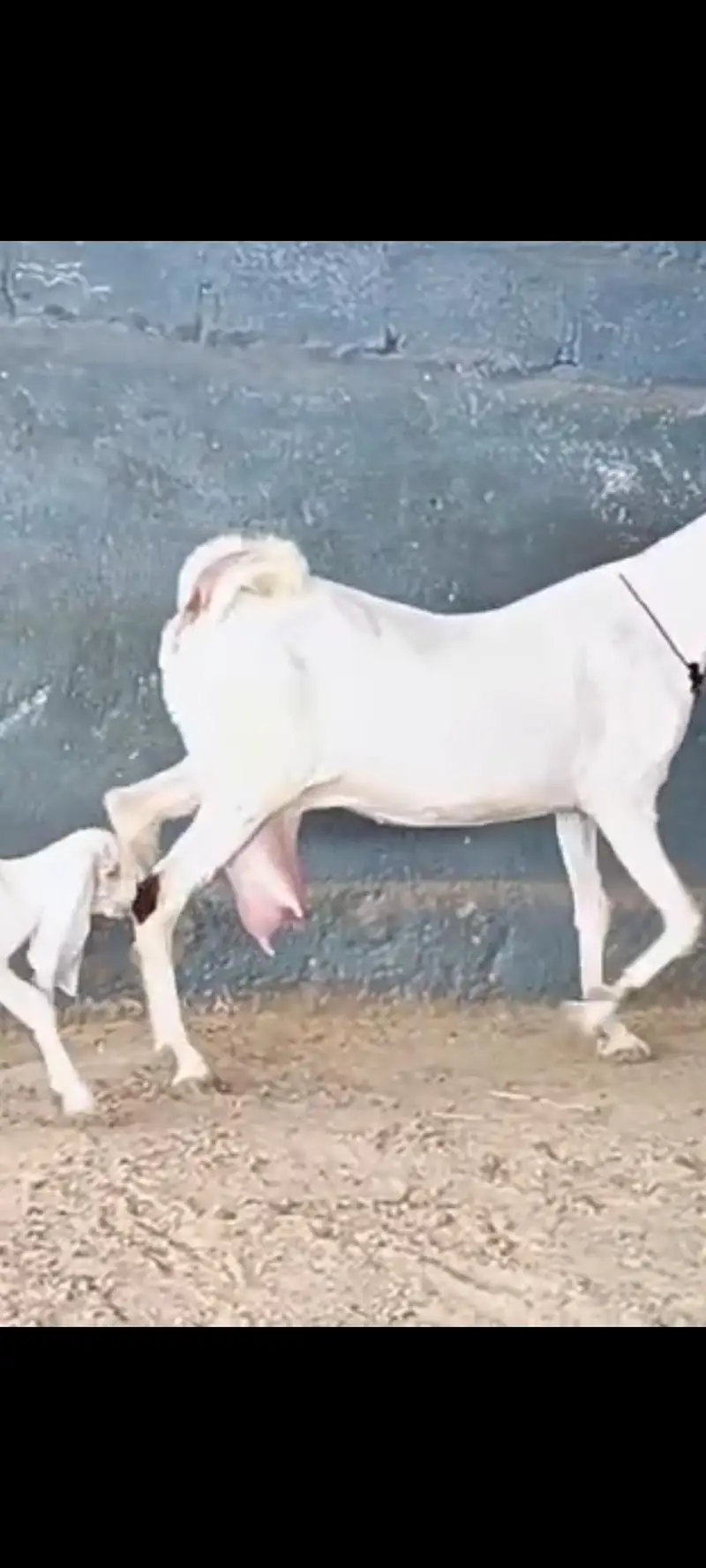 Kamori Bakri — photo 3