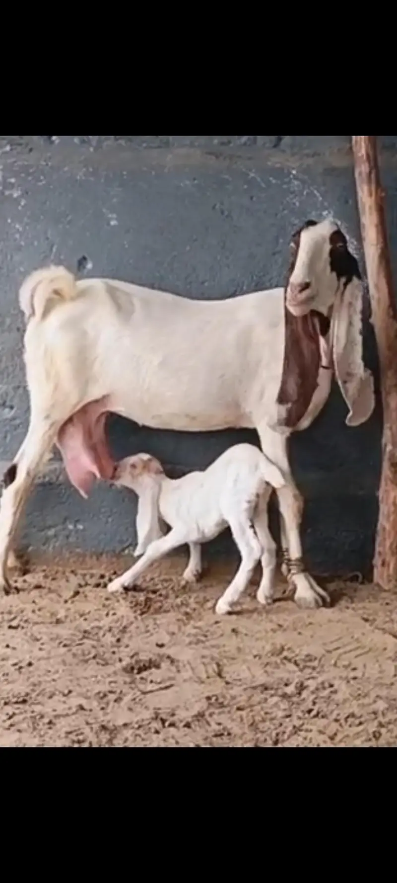 Kamori Bakri — photo 4