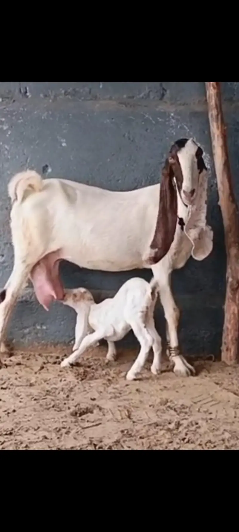 Kamori Bakri — photo 5