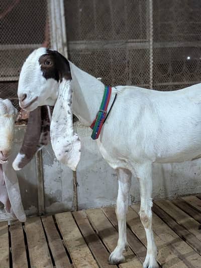Kamori Bakri