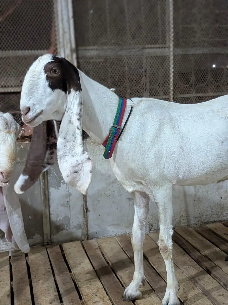 Kamori Bakri — photo 6