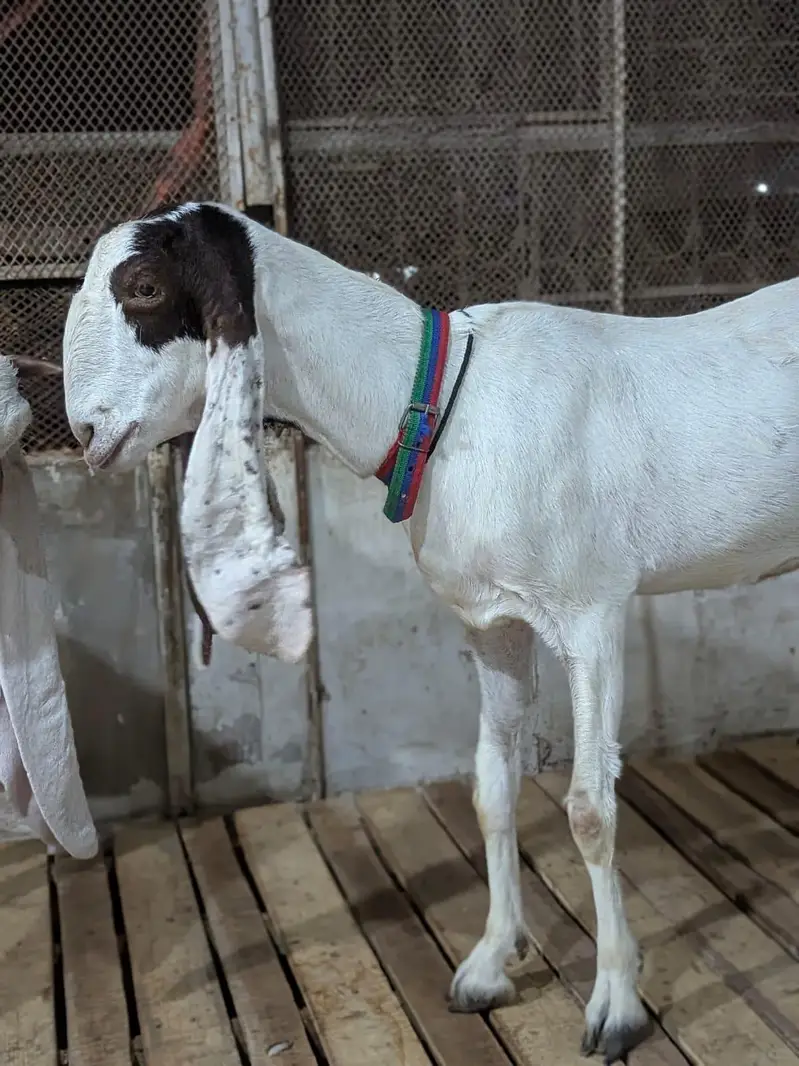 Kamori Bakri — photo 7