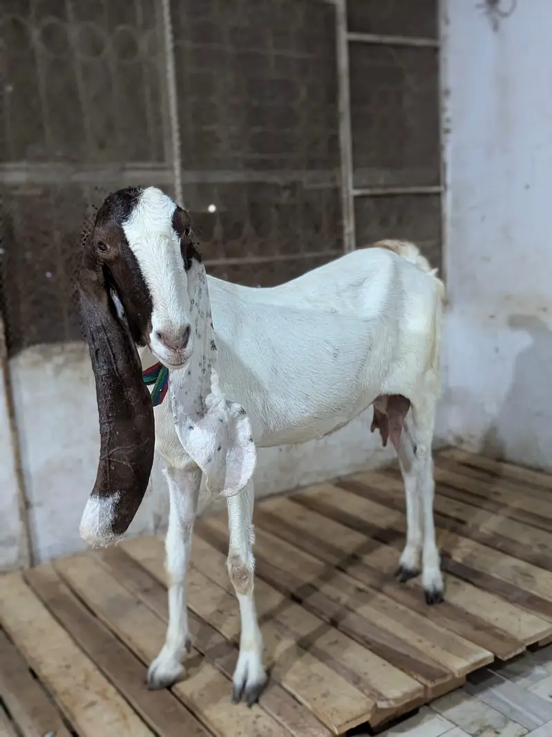 Kamori Bakri — photo 8